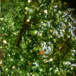 schug zhug sauce copycat recipe